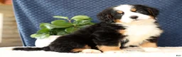 Bernese Mountain Dog dogs for sale: Zeke - Ad 7
