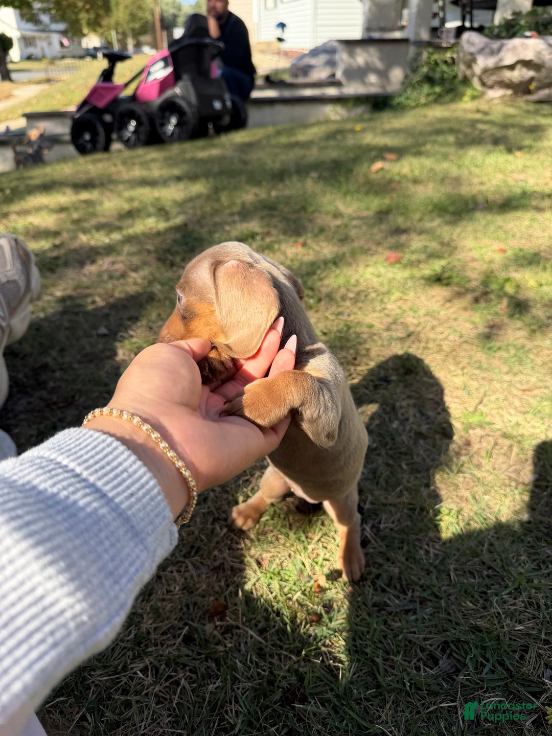 Miniature Dachshund dogs for sale: Belle - Ad 7