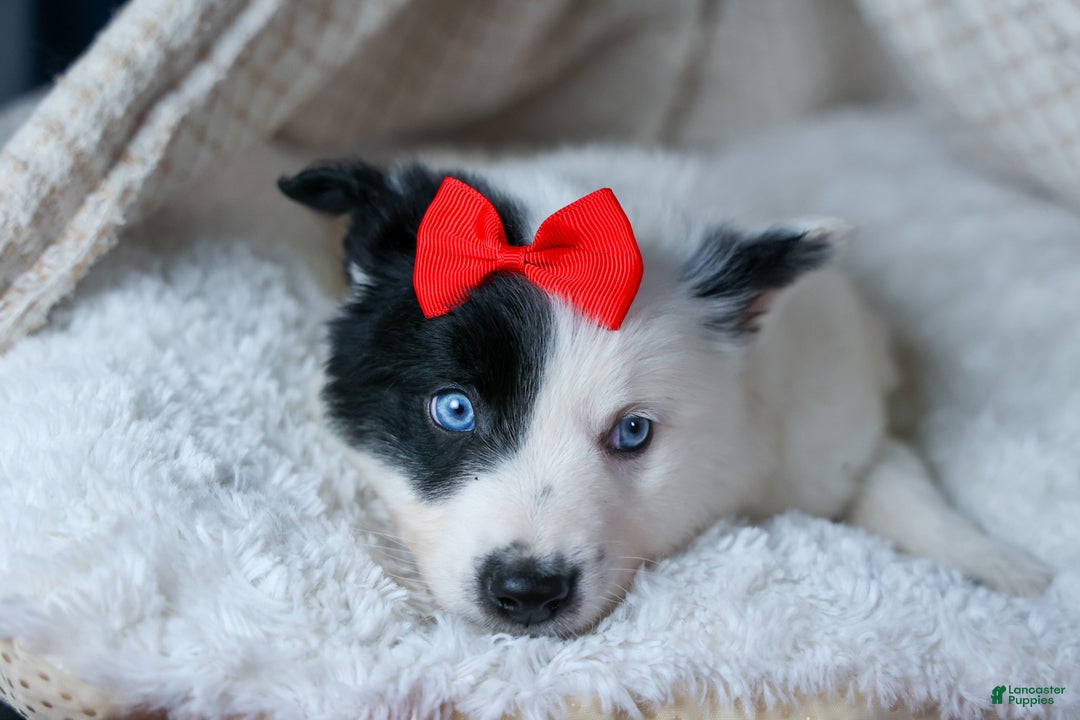 Mixed Breed dogs for sale: DAKOTA - Ad 6