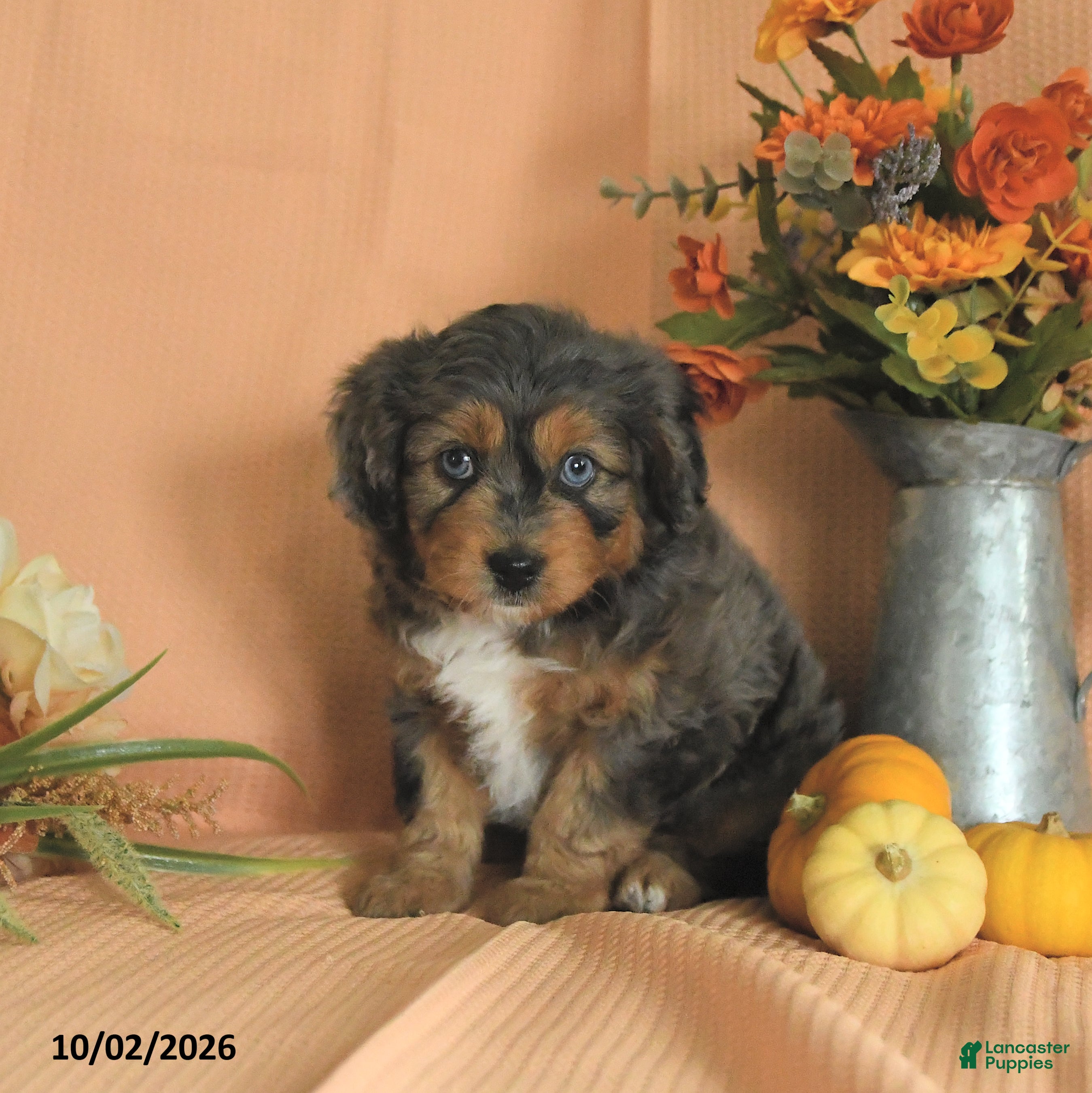 Mini Aussiedoodle dogs Lainey - Ad 2