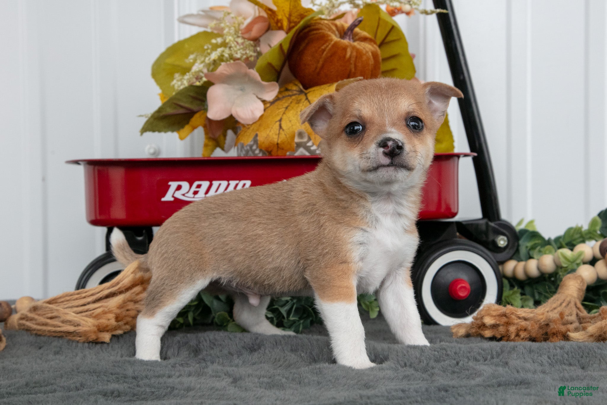 Freddy (Chihuahua, Male) in Geneva, IN