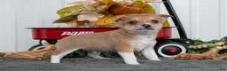 Chihuahua dogs for sale: Freddy - Ad 1