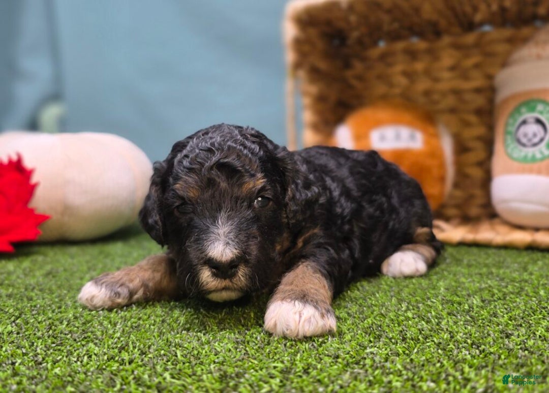 Mini Bernedoodle dogs for sale: Winnie - Ad 2