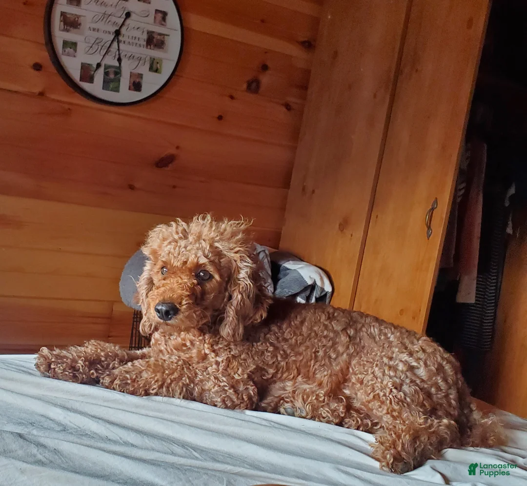 Miniature Poodle dogs for sale: Chase - Ad 15