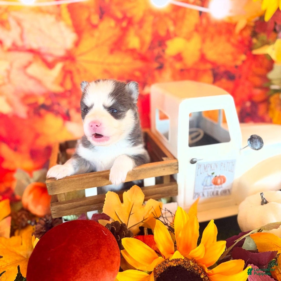 Pomsky dogs for sale: Zara - Ad 10