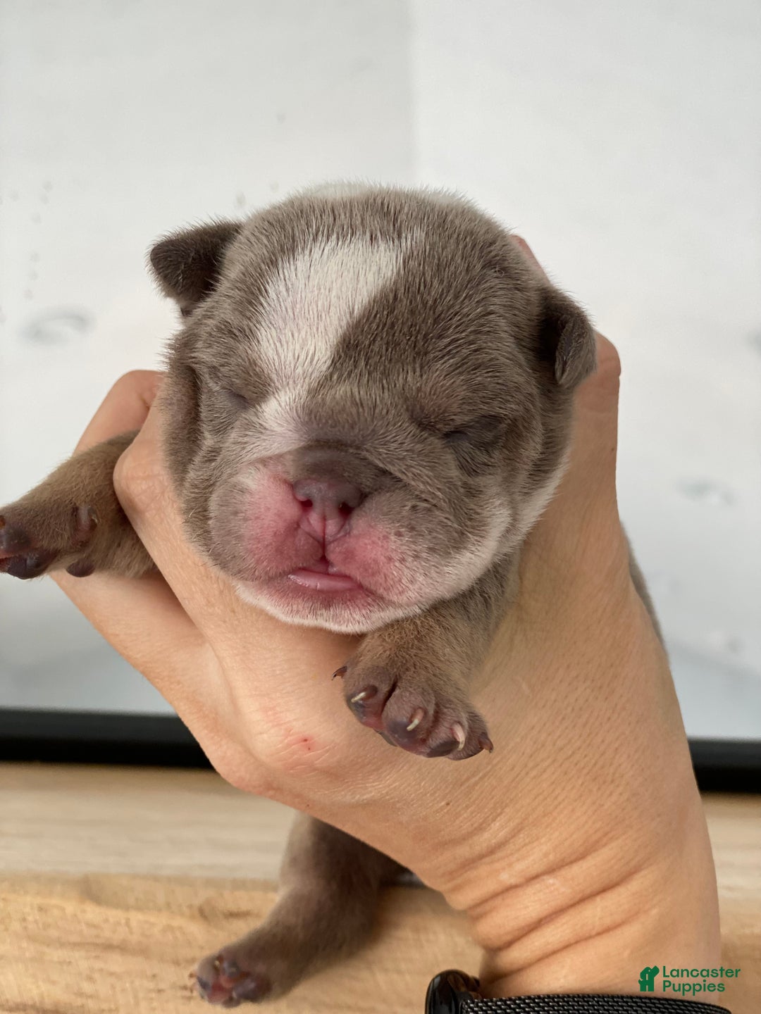 English Bulldog dogs for sale: Elvis - Ad 1