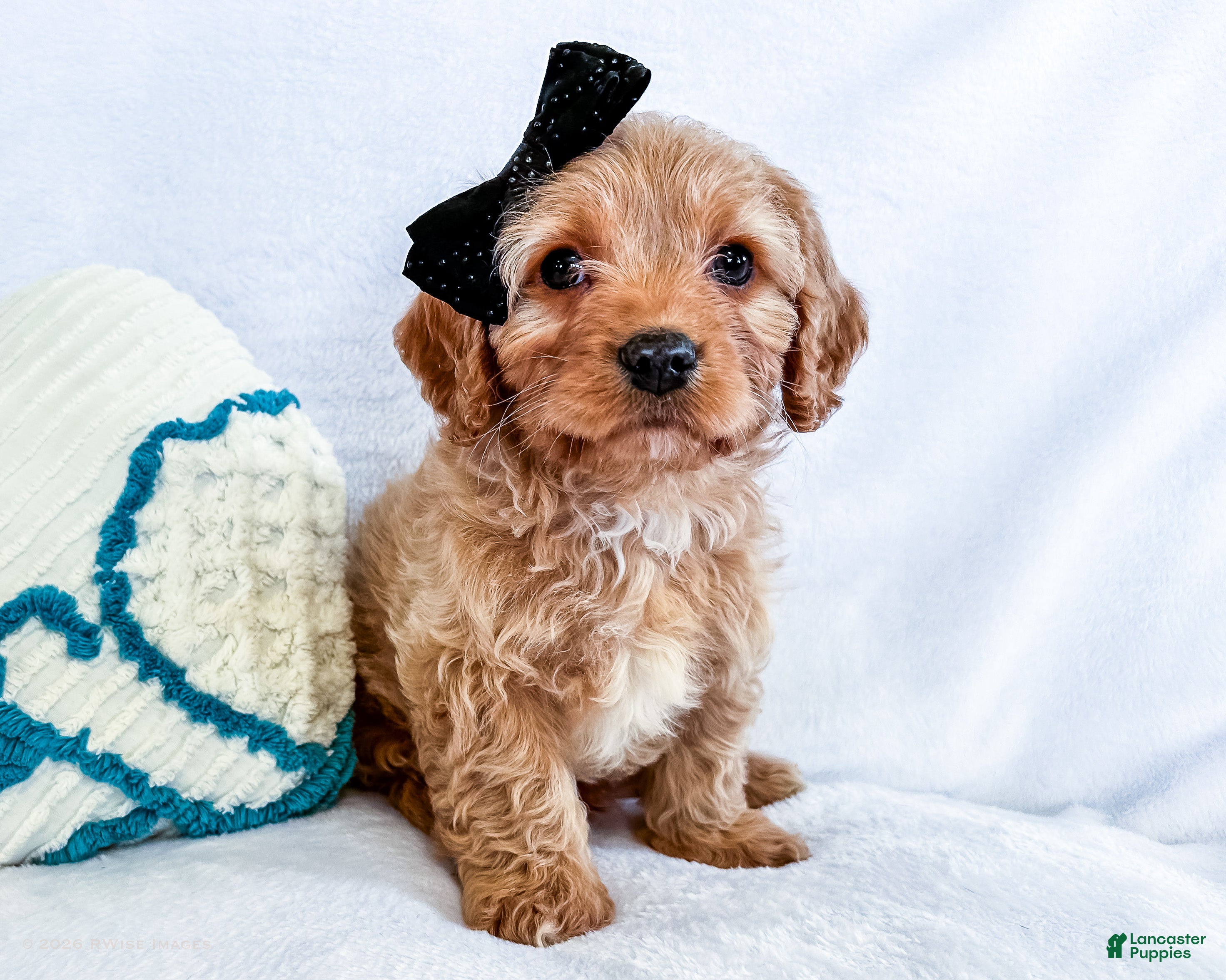 Cavapoo dogs Kuddles - Ad 26