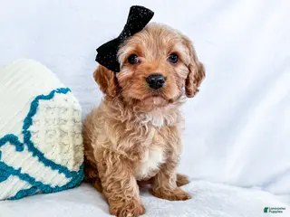 Cavapoo dogs Kuddles - Ad 26