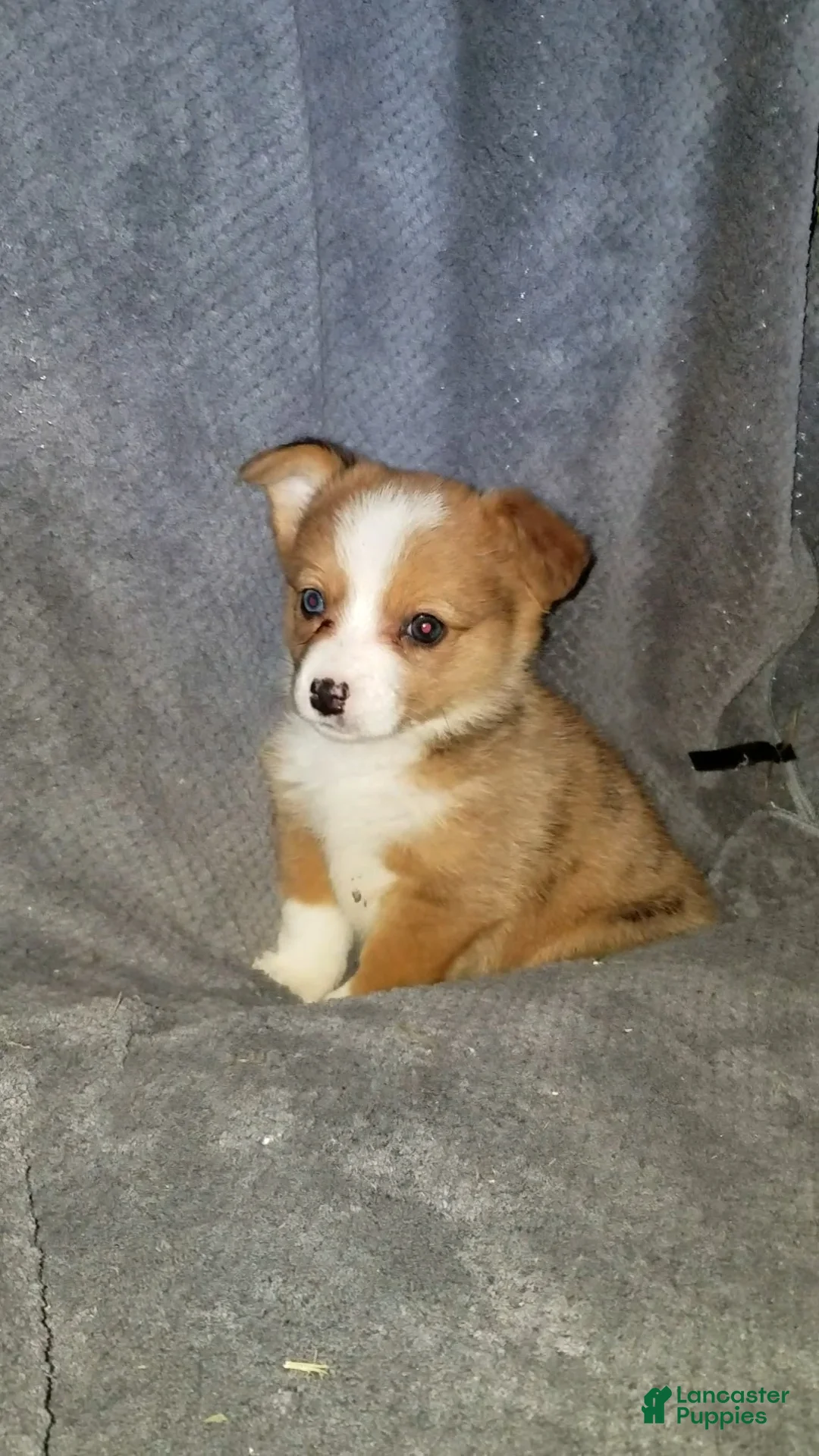 Mixed Breed dogs for sale: Addie - Ad 2