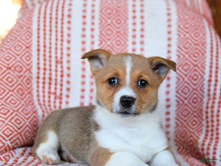 Welsh Corgi Pembroke dogs Swiss - Ad 41