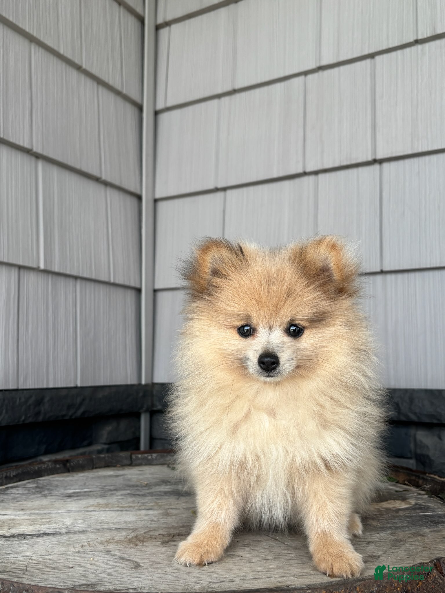 Pomeranian dogs Teddy - Ad 1