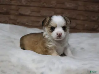 Chihuahua dogs Gizmo - Ad 3