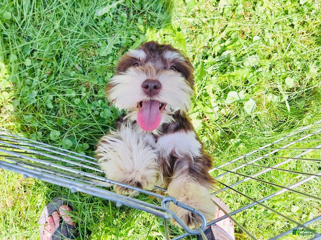 Gallery Image {{count}}