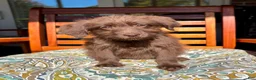 Labradoodle dogs for sale: Chloe - Ad 5