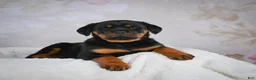 Rottweiler dogs for sale: Princess - Ad 2