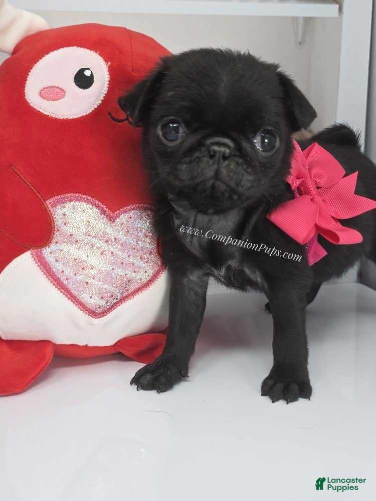 Pug dogs Mini - Petite Black Female Pug Puppy - Ad 1
