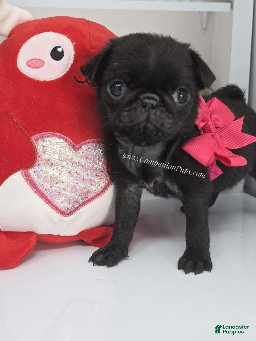 Pug dogs for sale: Mini - Petite Black Female Pug Puppy - Ad 1