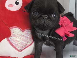 Pug dogs Mini - Petite Black Female Pug Puppy - Ad 2