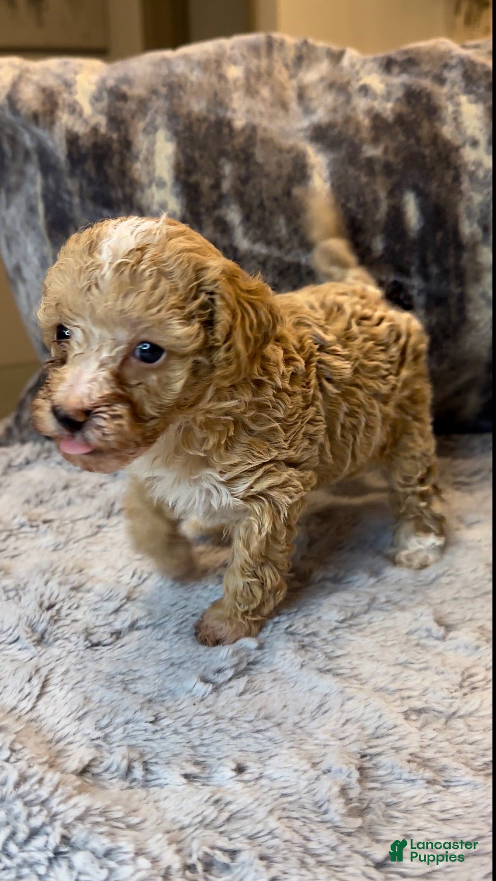 Toy Poodle dogs for sale: Toy Poodle 1 - Ad 2