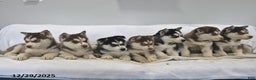 Siberian Husky dogs for sale: Sky - Ad 3