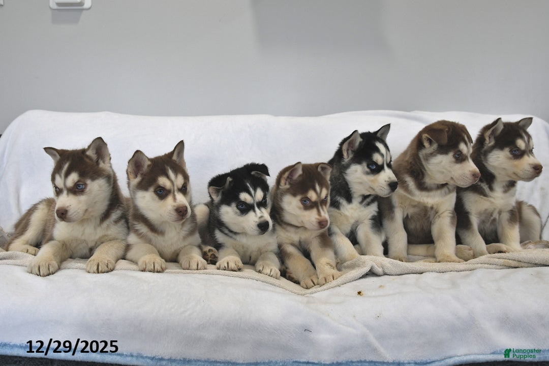 Siberian Husky dogs for sale: Sky - Ad 3