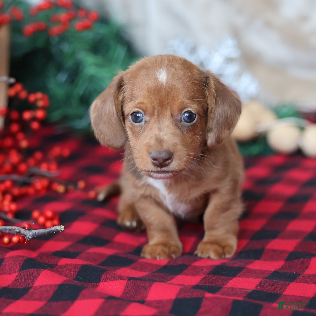 Miniature Dachshund dogs for sale: Star  - Ad 5