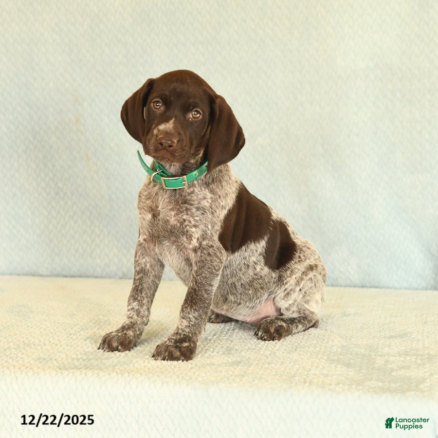 German Shorthaired Pointer dogs Taffy - Ad 4