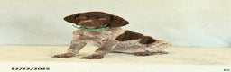German Shorthaired Pointer dogs for sale: Taffy - Ad 1