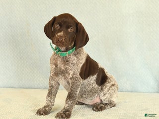 German Shorthaired Pointer dogs Taffy - Ad 4