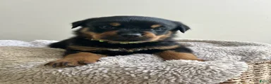 Snickers