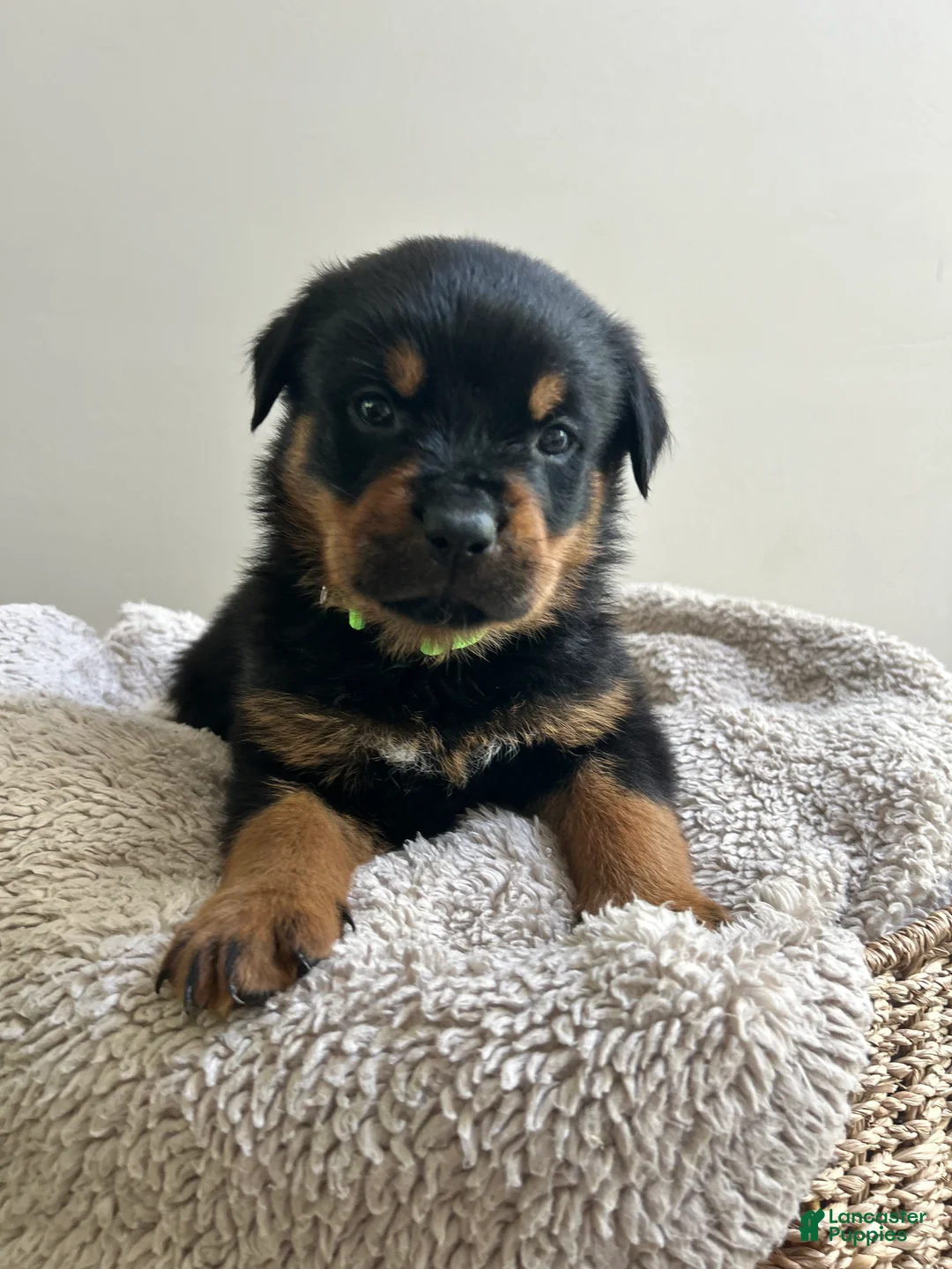Rottweiler dogs for sale: Snickers - Ad 1