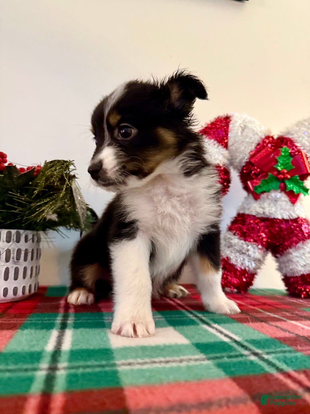 Australian Shepherd dogs for sale: Australian Shepherd Puppy 4 --- Squigs  - Ad 1