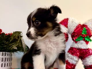 Australian Shepherd dogs Australian Shepherd Puppy 4 --- Squigs - Ad 25