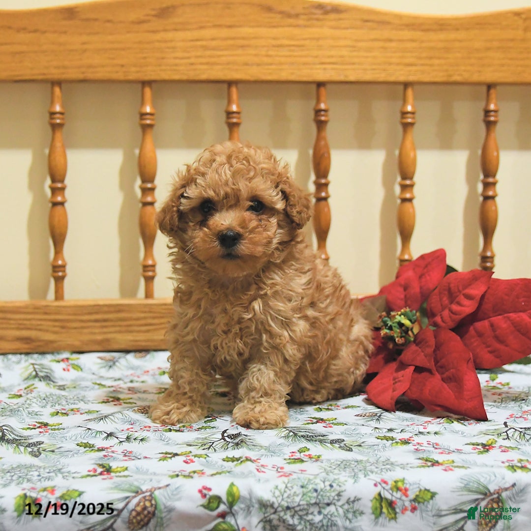 Toy Poodle dogs for sale: Teddy - Ad 2