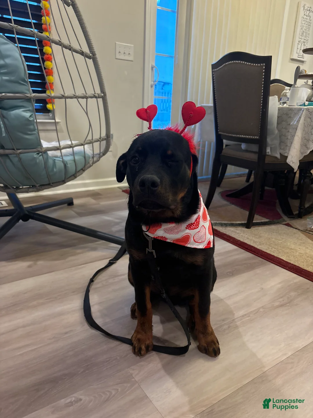 Rottweiler dogs for sale: Cash  - Ad 2