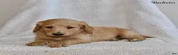 Goldendoodle dogs for sale: Dakota - Ad 5