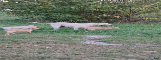 Triple D Labs | Lancaster Puppies