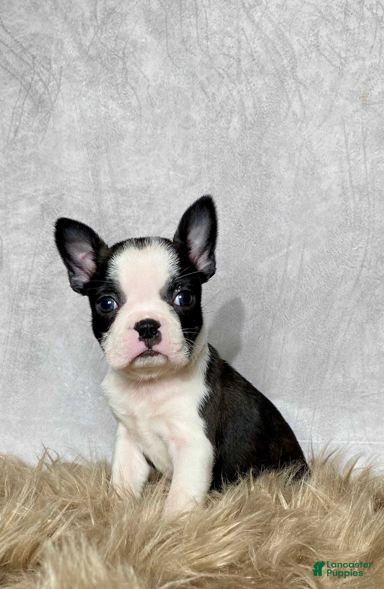 Boston Terrier dogs Daisy  - Ad 2