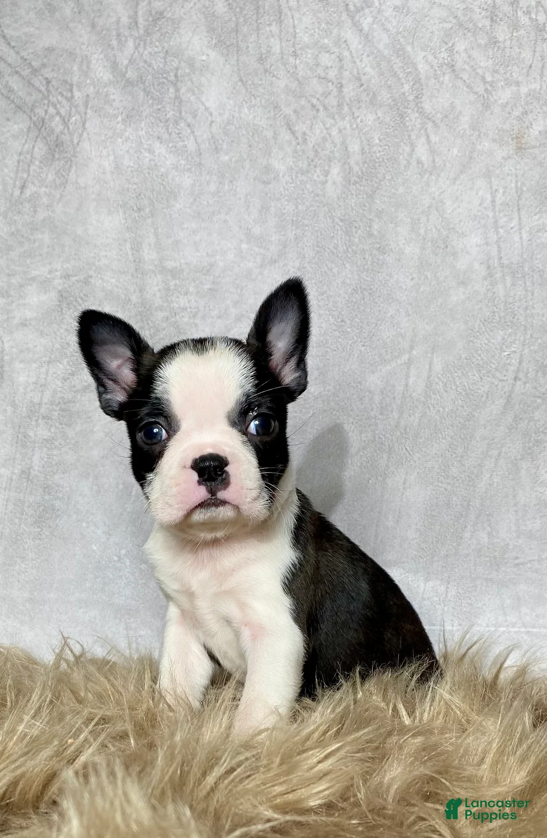 Boston Terrier dogs for sale: Daisy  - Ad 2
