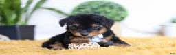 Yorkiepoo dogs for sale: Magnus - Ad 4