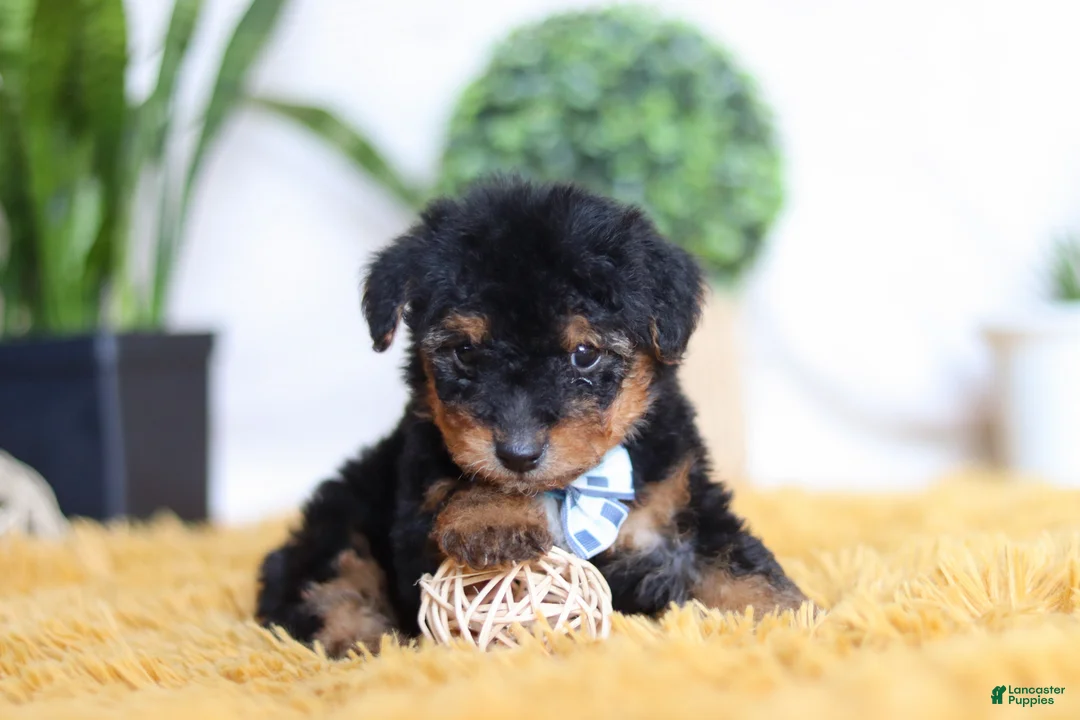 Yorkiepoo dogs for sale: Magnus - Ad 4