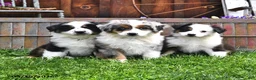 Australian Shepherd dogs for sale: Zella - Ad 5