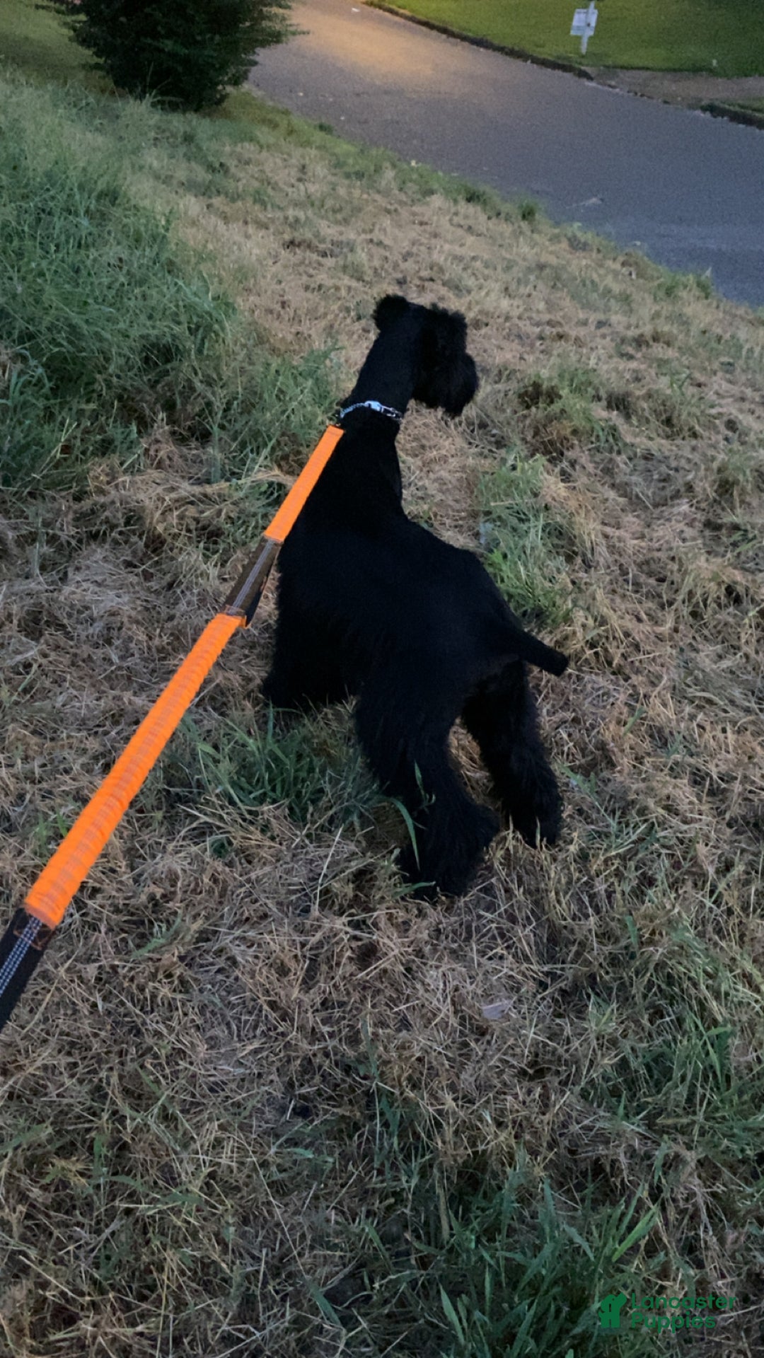 Giant Schnauzer dogs for sale: Giant Schnauzer Puppy 2 - Ad 7