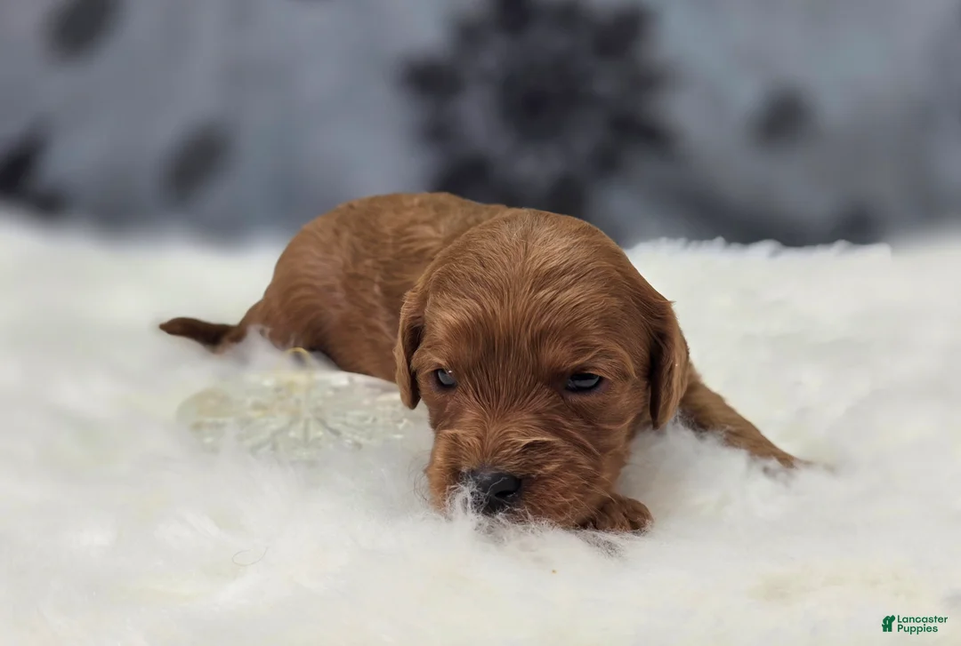 Cavapoo dogs for sale: Hail - Ad 4