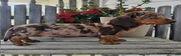 Dachshund dogs for sale: Buster - Ad 4