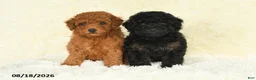 Toy Poodle dogs for sale: Scarlet - Ad 5