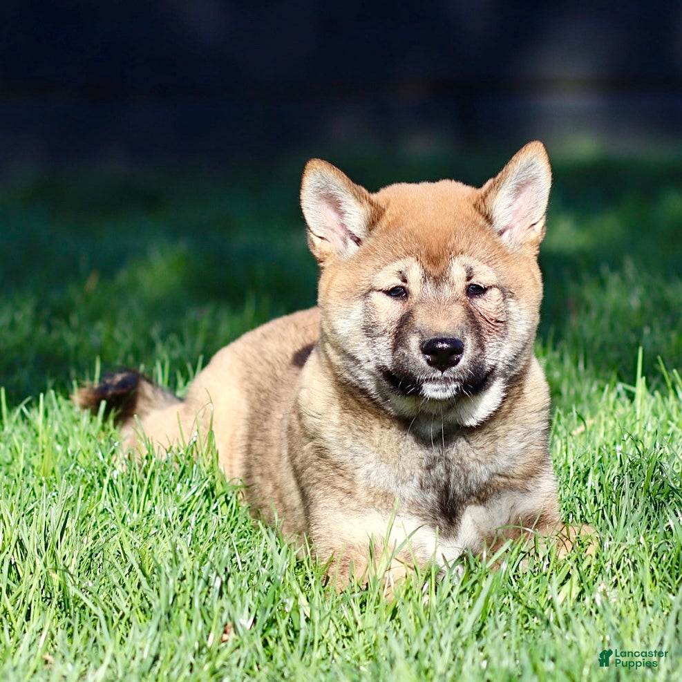 Shiba Inu dogs Sleeping Beauty - Ad 2