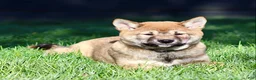 Shiba Inu dogs for sale: Sleeping Beauty - Ad 2