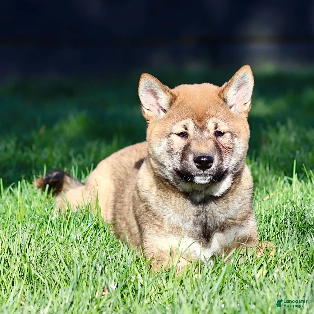 Shiba Inu dogs for sale: Sleeping Beauty - Ad 2