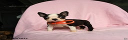 Boston Terrier dogs for sale: Tag - Ad 2